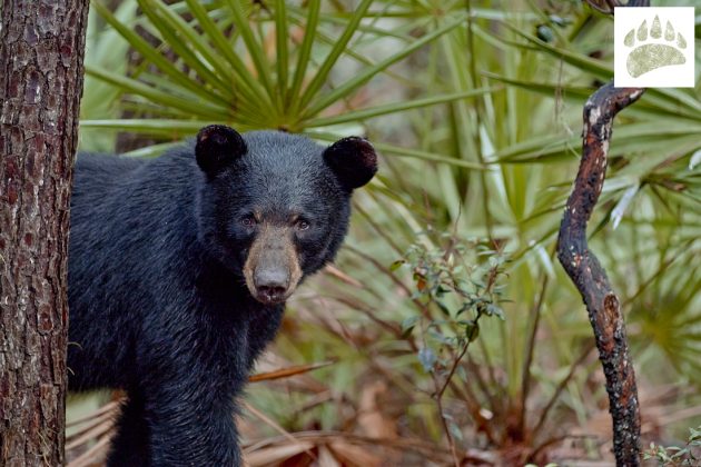 [FFF 2025] The Paper Bear Review  – A Delightful Film Showing Why It’s So Important To Care For The Wilderness And All It’s&nbsp;Creatures